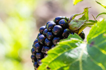 Ripe juicy blackberries close-up. Plant branch in home countryside eco garden