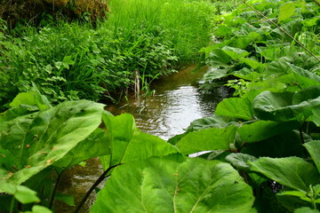 Small river in Franken Jura Germany green meadow