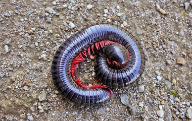 Millipede caterpillars protect themselves by arching their bodies above the ground