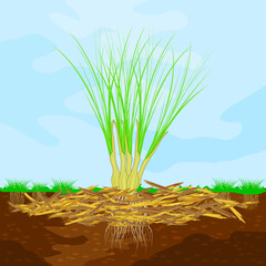 Mulch gardening concept with lemongrass, mulch, soil and sky.Mulching of plants, vegetables and soil protection. Woody waste using as mulch. Agriculture countryside seasonal work. Vector illustration