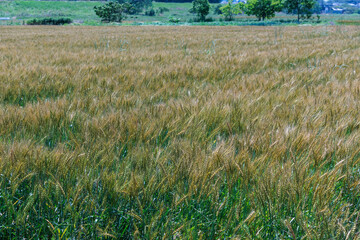 収穫前の色づいた麦の穂