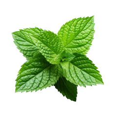 fresh close up  Mint green leaf from organic farm with clipping path isolated on white background generated by AI