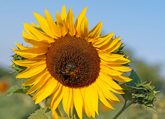 Naklejka premium Sonnenblume, Helianthus annuus, in einer Nahaufnahme