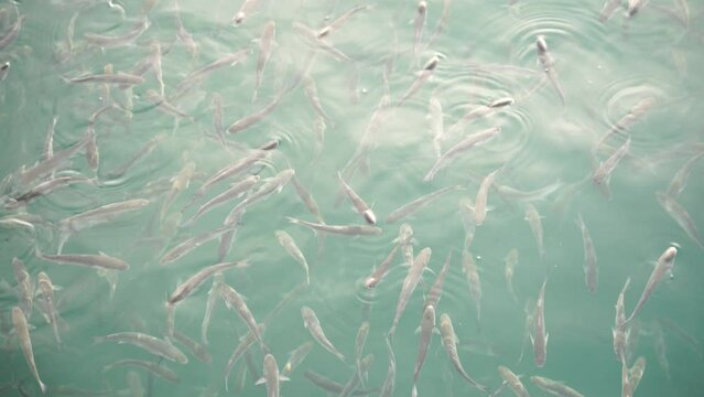 Flock of mullet fish on the surface of the water swallow the air. 4K.
