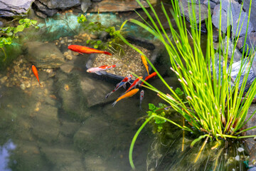 Obraz na płótnie Canvas panorama fish swimming in the garden pond