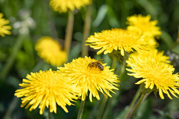 yellow dandelions bloom in spring, bee on flower, spring background