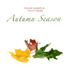 dry maple leaves on white background, free space for text