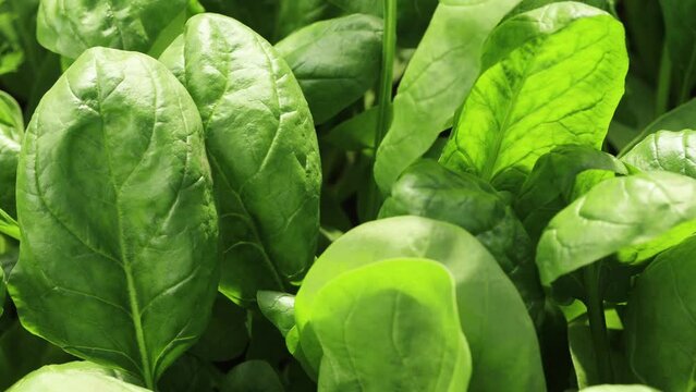 Juicy greenery outdoors. Growing spinach in the beds, healthy food and dietary product.
