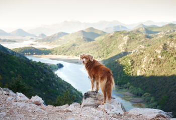 The dog stands in the mountains on bay and looks at the river. Nova Scotia duck tolling retriever in nature, on a journey. Hiking with a pet