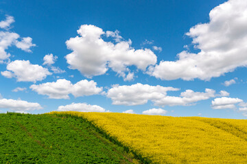 Clouds floating over vast oilseed rape field in summer