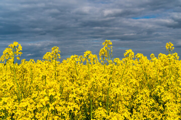 Blooming rapeseed field. Dark cloudy sky over canola field.