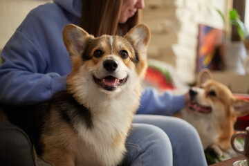 Portrait of a funny little corgi dog sitting by the owner on a couch in a cafe. Cute young Pembroke Welsh Corgi puppy posing indoors - obrazy, fototapety, plakaty
