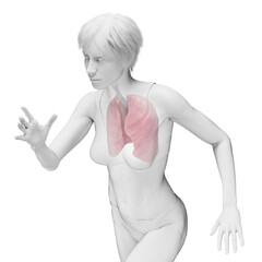 Naklejka premium 3D Rendered Medical Illustration of Female Anatomy - the lungs.
