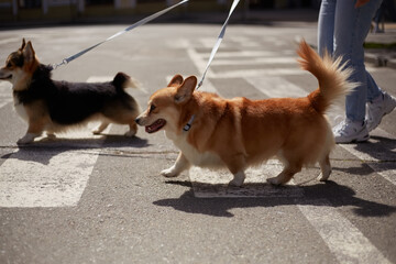 Two young Pembroke Welsh Corgis crossing the street. A couple of adorable corgi dogs walking on a leash outdoor