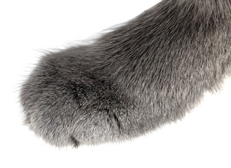 gray cat paw isolated on white background