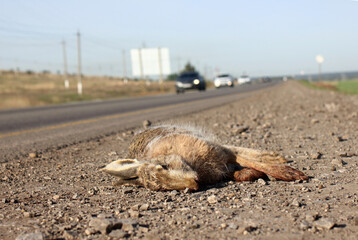 the problem of wild animals dying on the roads under the wheels of a car