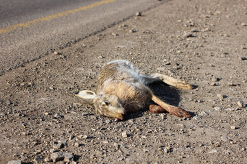 the dead hare on the side of the highway