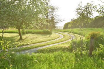 Green path in Franken germany summer trees gras light rays
