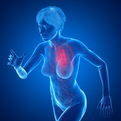 Naklejka premium 3D Rendered Medical Illustration of Female Anatomy - Cardiovascular System