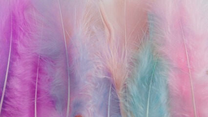 Fototapeta premium pink feather wool pattern texture background