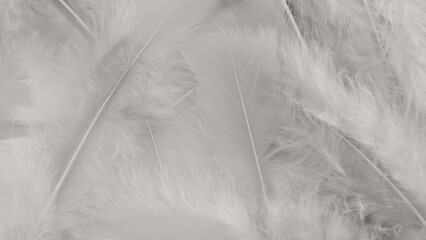 white feather wool pattern texture background © Nattapol_Sritongcom