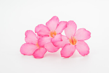 Tropical flower Pink Adenium. Desert rose on isolated white background