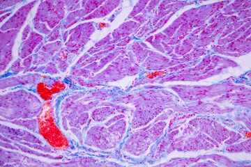 Histological Smooth muscle human under the microscope for education.