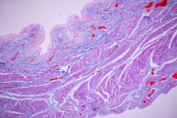 Histological Smooth muscle human under the microscope for education.