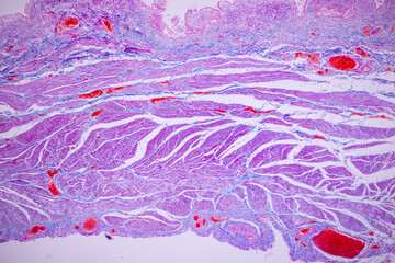 Histological Smooth muscle human under the microscope for education.