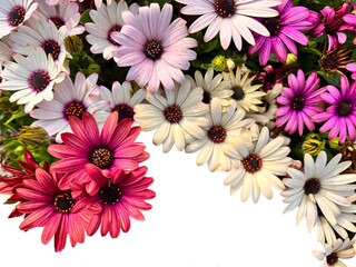Top view chrysanthemum flowers and multi-colored buds and blooms white background clipping path 