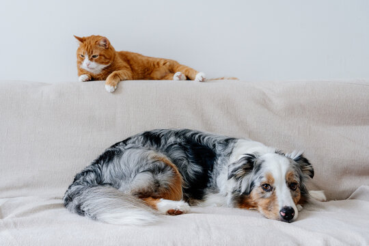 Red cat and grey dog lives together. Friendship between pets. Life with several domestic animal in apartment. Australian shepherd breed. Cohabitation between different species.