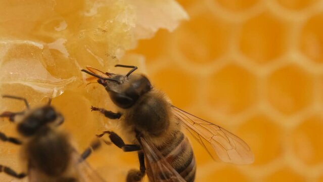 Macro shot of Honey Bees in the beehive