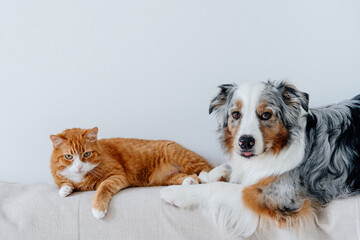 Red cat and grey dog lives together. Friendship between pets. Life with several domestic animal in apartment. Australian shepherd breed. Cohabitation between different species.
