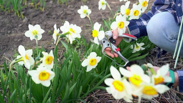 Gardener woman cutting daffodils flowers off using pruner in summer garden - harvesting blooms. A girl cuts spring flowers and forms a bouquet of them. Narcissus in blossom close up. Video in 4k 25FPS