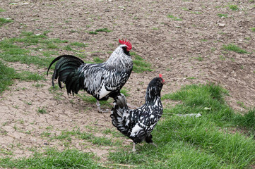 Thüringer Barthühner - Henne und Hahn