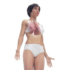 Obraz premium 3D Rendered Medical Illustration of Female Anatomy - the lungs.