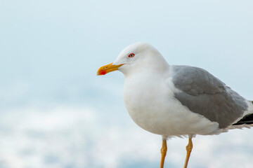 Fototapeta na wymiar White clean seagull standing on the stone.