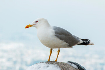White clean seagull standing on the stone.