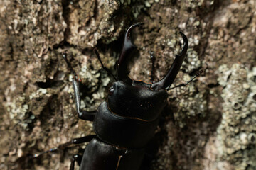 ヒラタクワガタ