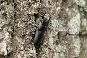 ヒラタクワガタ