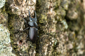 ヒラタクワガタ