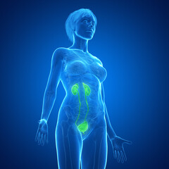3d medical illustration of the urinary tract