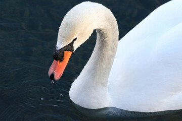 Beautiful graceful white swan swimming and drinking water in a pond.