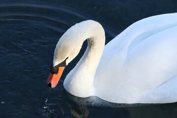 Beautiful graceful white swan swimming and drinking water in a pond.