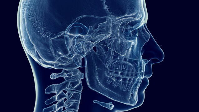 3d medical illustration of a man's skull and cervical spine