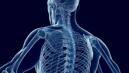 3d medical illustration of a man's thoracic spine