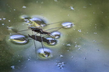 A pair of water strider on the surface of the pond.