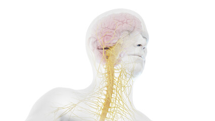 3D Rendered Medical Illustration of Male Anatomy - Nervous System.