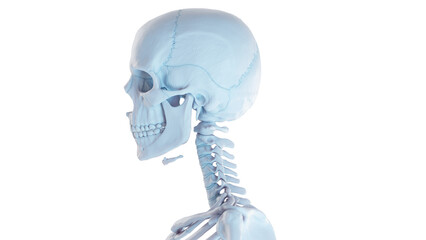 3d medical illustration of a man's skull and cervical spine