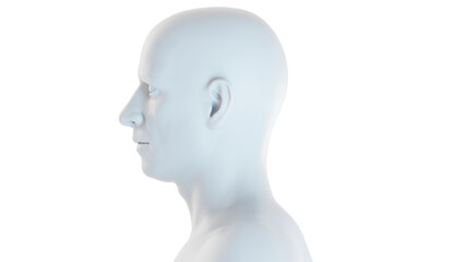 3d medical illustration of the Male body